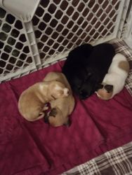 3 weeks old Chihuahua puppies for sale, now taking deposits