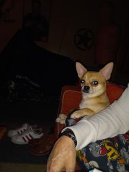 Male toy Chihuahua Jack