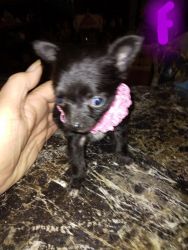 Ckc registered miniature chihuahua puppies