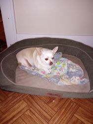2-3 year old Chihuahua