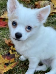 Long haired Chihuahua puppy male