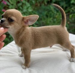 Beautiful Chihuahua puppies males and females available