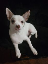 9 mnth old ckc registered chihuahua pup
