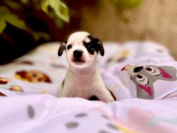 I have Chihuahua breed puppies for sale…