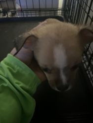 Chihuahua Mix puppy