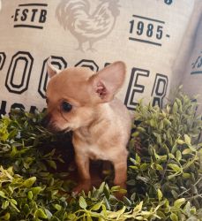 Tcup chihuahua puppied