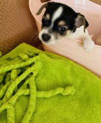 Male Chihuahua Puppy