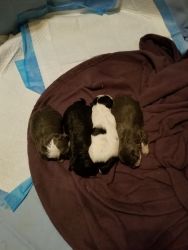 Two week old December 4th 2020 4 pups