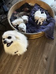 8 week old pomchies for sale