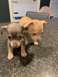Chihuahuas for $300 only