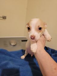 Chihuahua puppy boy