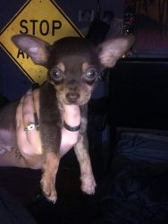 Two male chihuahua puppies
