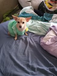 Female Chihuahua