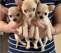 Amazing chihuahua puppies for sale