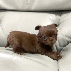 Adorable Chihuahua puppies for adoption