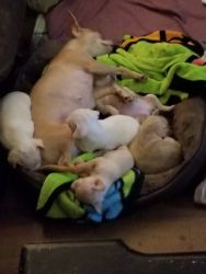 Chihuahua puppies for sell 250 each 2 females/tan and br 2 males/white