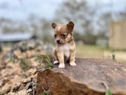 Tiny Long Coat Chihuahua Puppy