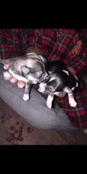 Teacup Chihuahua/Shitzu puppies