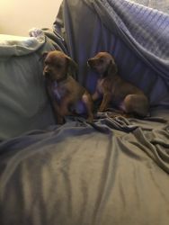 Chihuahua Puppys