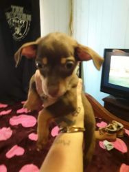 Chihuaha puppy for sale