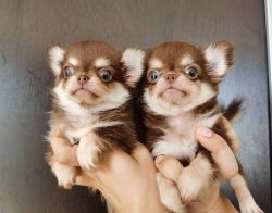 Chihuahua pupps