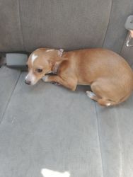 Puppy Chihuahua For Sale