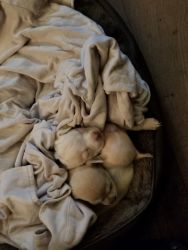 Five chihuahua puppies for sell need to give them a good loving home a