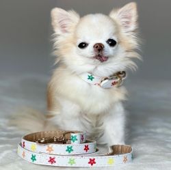 Chihuahua girl