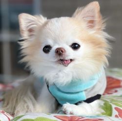 Chihuahua girl puppy