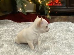 Chihuahua puppies ready for new homes
