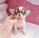 Cute face Chihuahua puppies looking