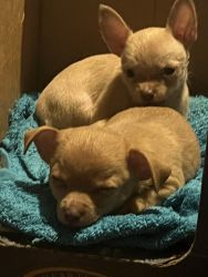 Two. Adorable, Shih Tzu Chihuahua eight week old puppies for sale.