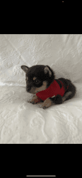 Micro Chihuahua puppy