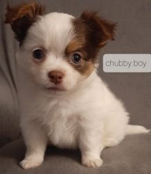 Longhaired/ merle chihuahua