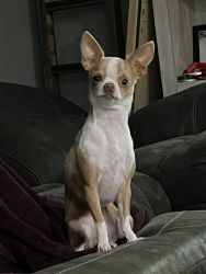 Chihuahua dog two years old