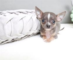 Chihuahua puppies available.