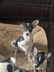 2 Chichuahua Mix Puppies Looking For Loving Home