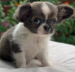 Adorable Chihuahua puppies(xxx) xxx-xxx4