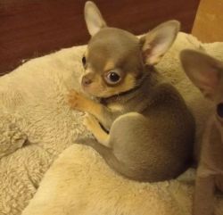 Adorable Chihuahua puppies for adoption(xxx) xxx-xxx4