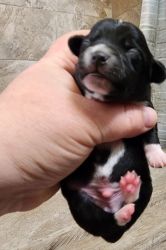 Rat terrier/ chihuahua puppies