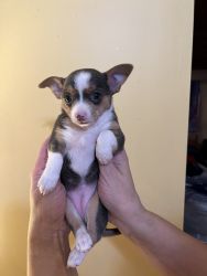 Chihuahua , female 7 weeks old