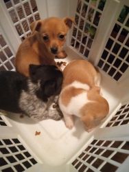 2 Chihuahua puppies available for a fee.2 females and one male