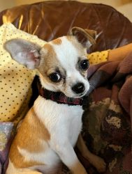 Chihuahua-Pedigree