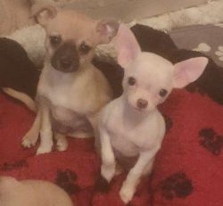 Most Adorable, Cute, Smooth Coat, Chihuahua Puppies for Sale