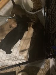 Chihuahua/beagle puppies