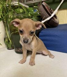Chihuahua Terrier For Sale