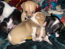 Chihuahua mixes for sale
