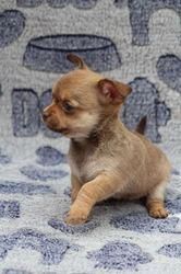 Chihuahua Puppies For Sale.