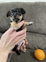 Chihuahua mini puppies