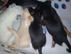 4 Chihuahuas (3Male 1Female)
